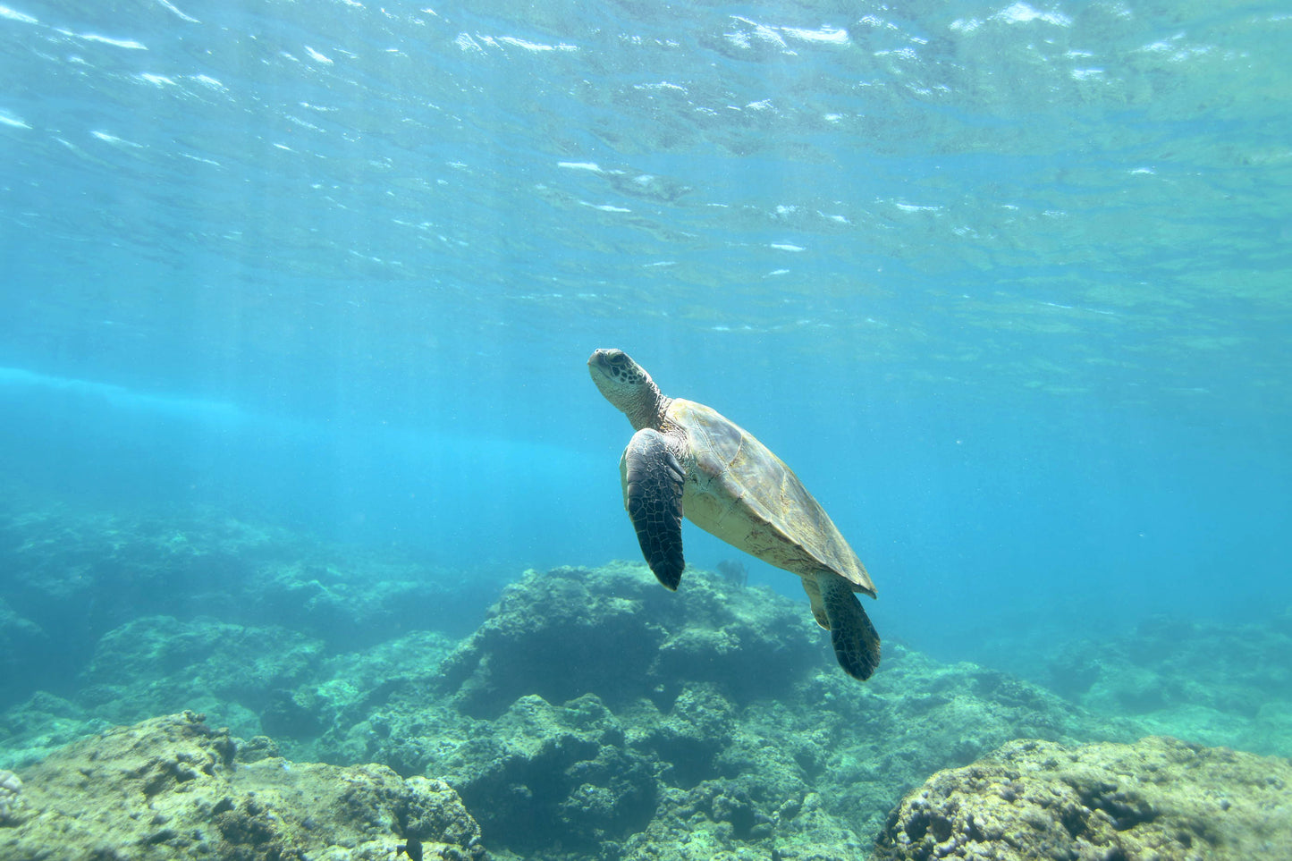 honu-haleiwa oahu