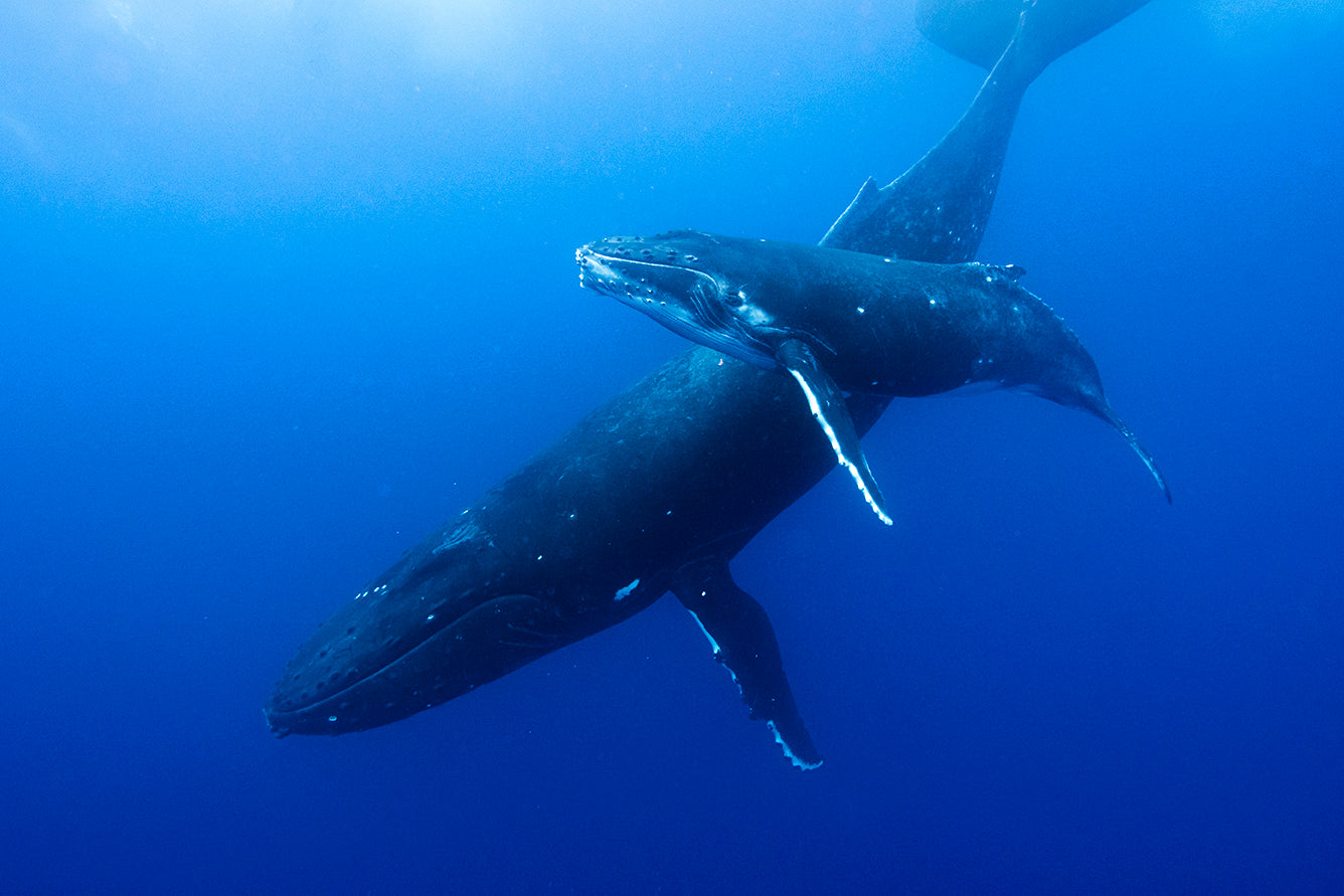 indigo-underwaterphotography