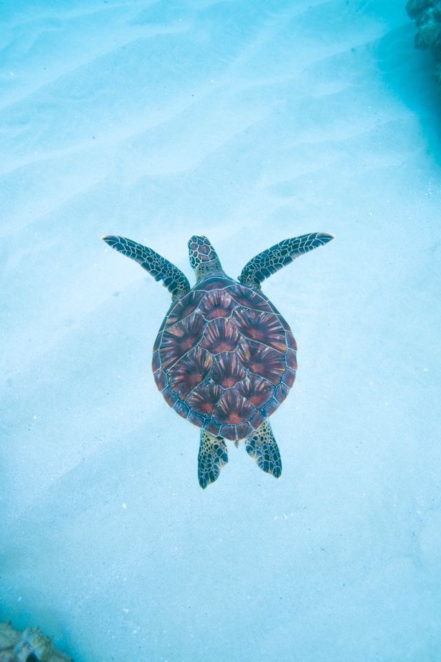 whitesand honu underwater photography