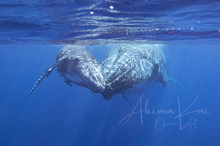 Underwater photography whale love