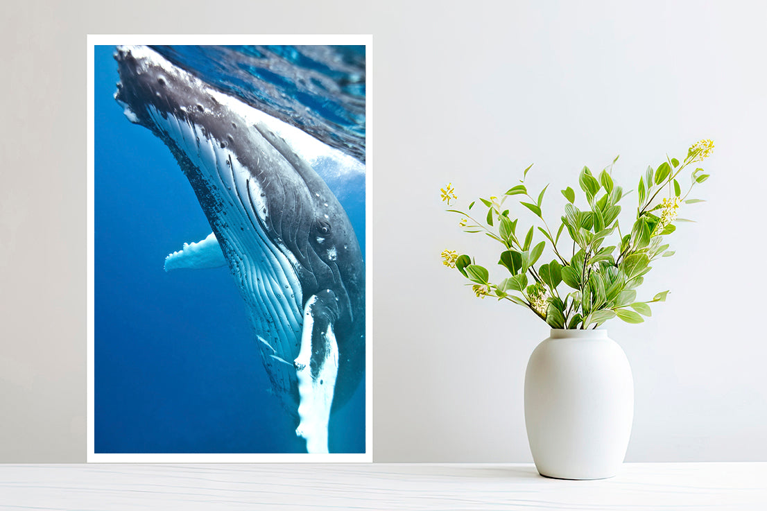 Mama whale photography small print
