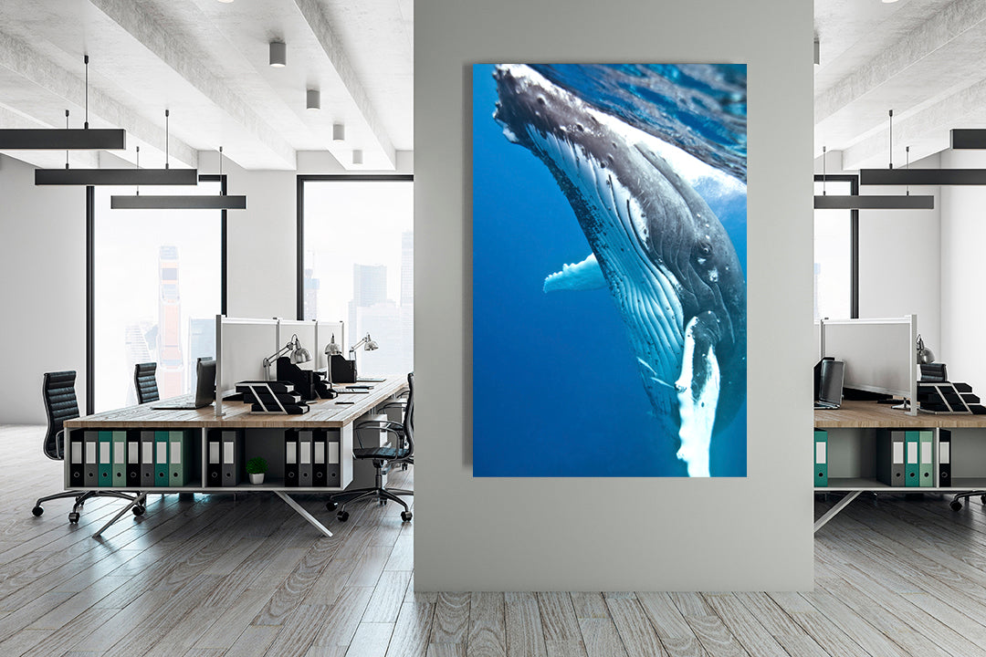 Mama whale photography office