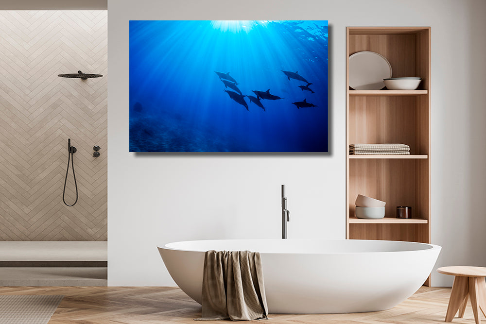 Best dolphin photography bath room