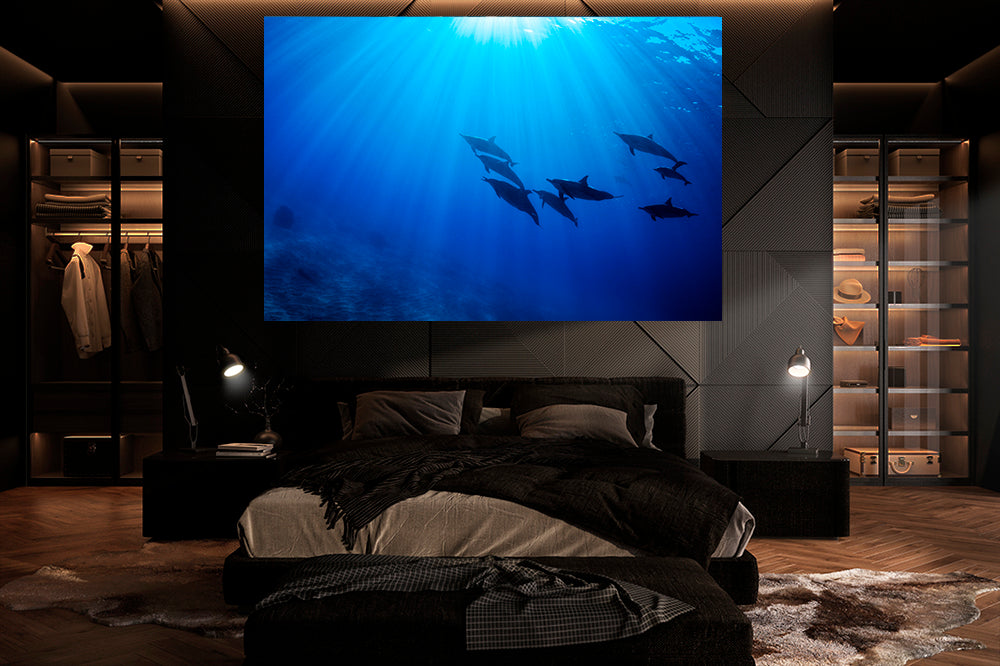 Best dolphin photography bedroom