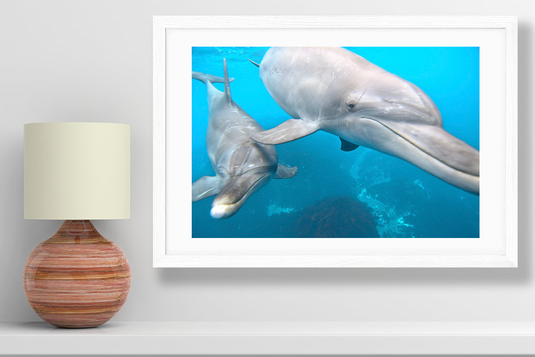 Connect dolphin photography small print
