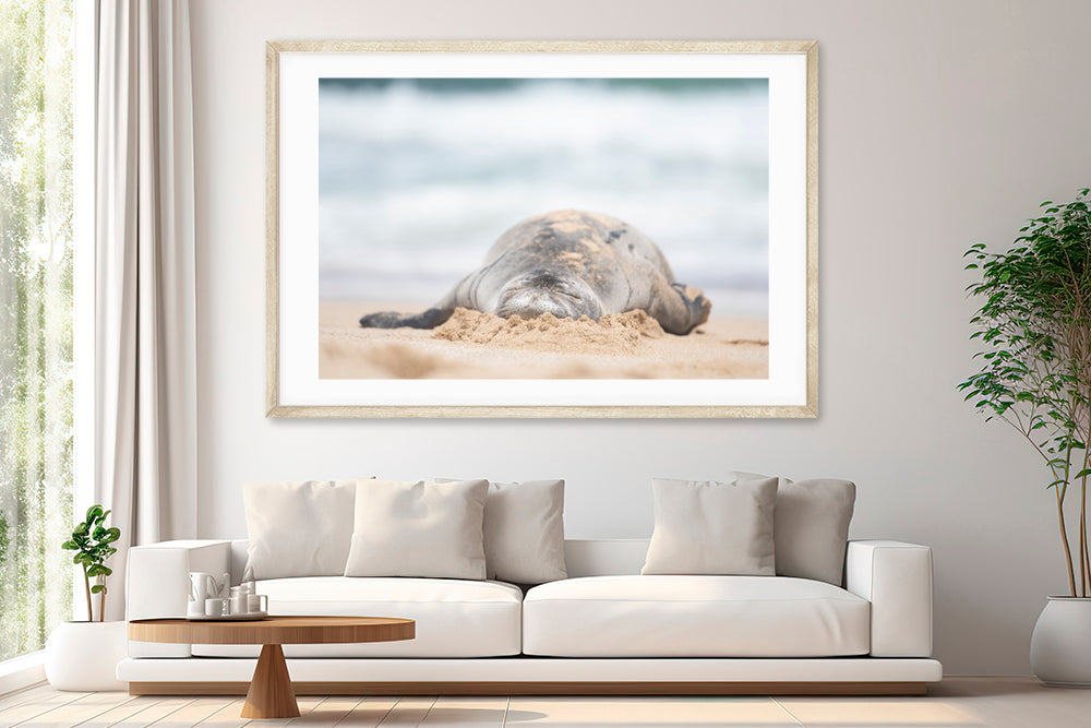 Hawaiian monk seal melting marshmallow living room