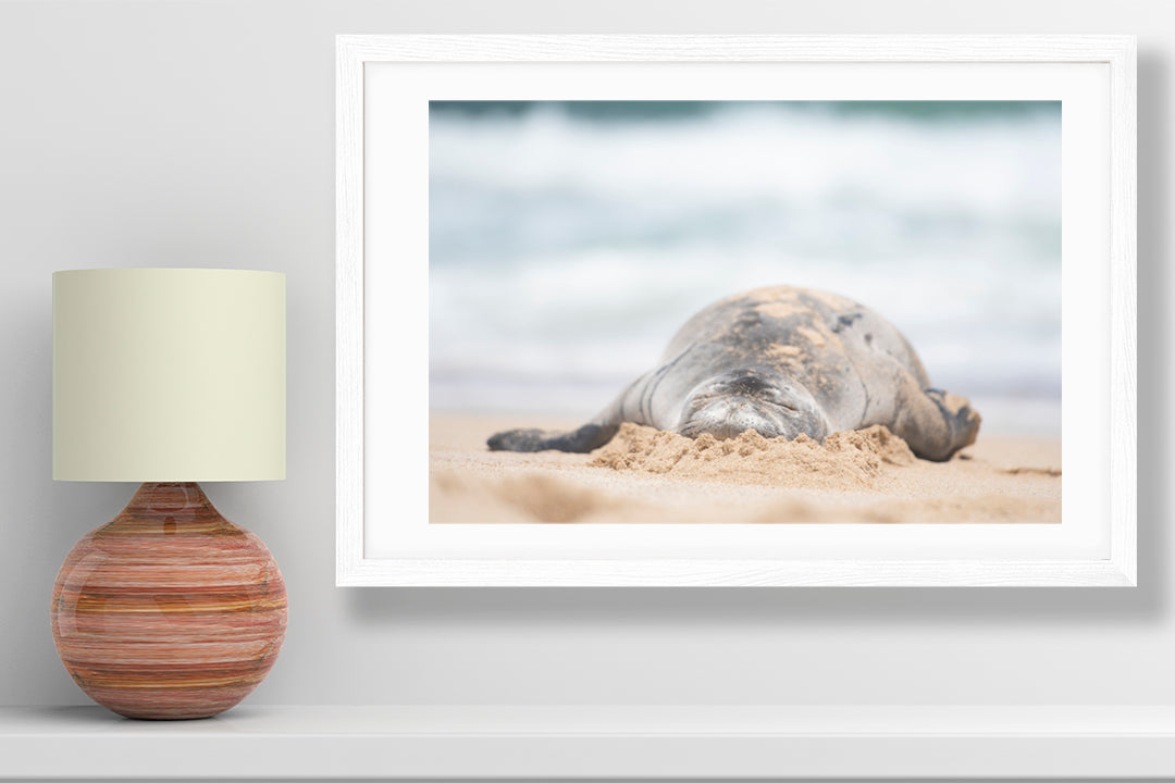 Hawaiian monk seal melting marshmallow photography small print