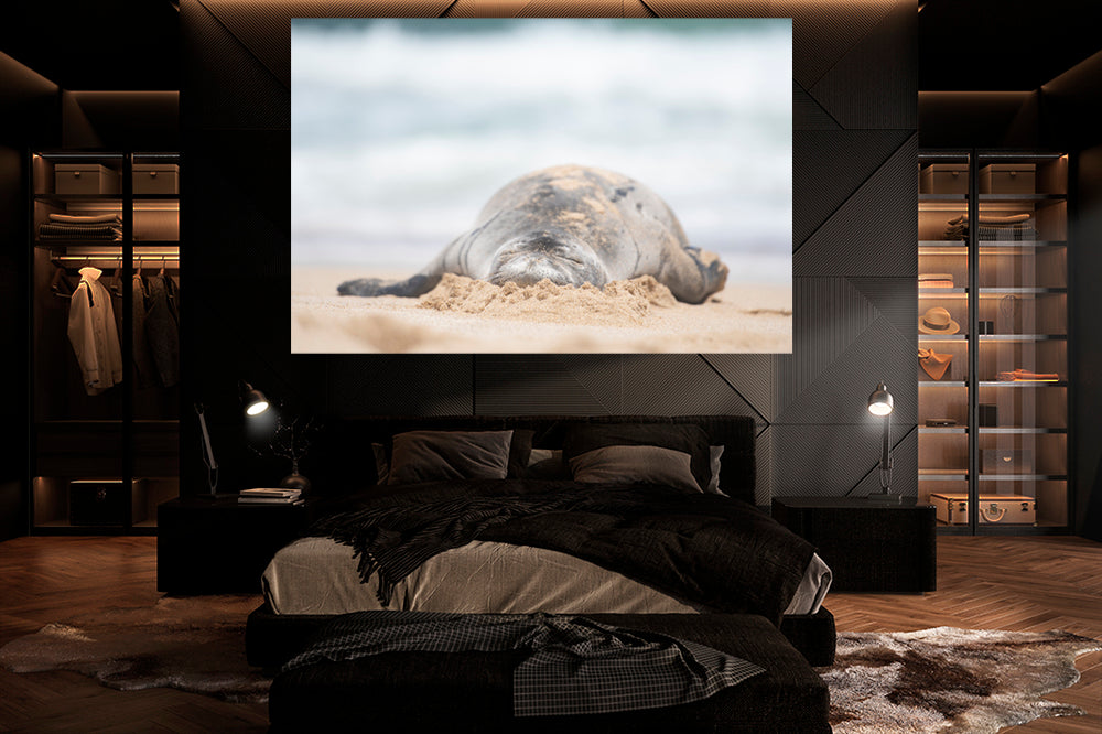 Hawaiian monk seal melting marshmallow photography bedroom