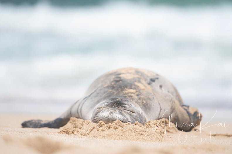 Hawaiian monk seal melting marshmallow photography