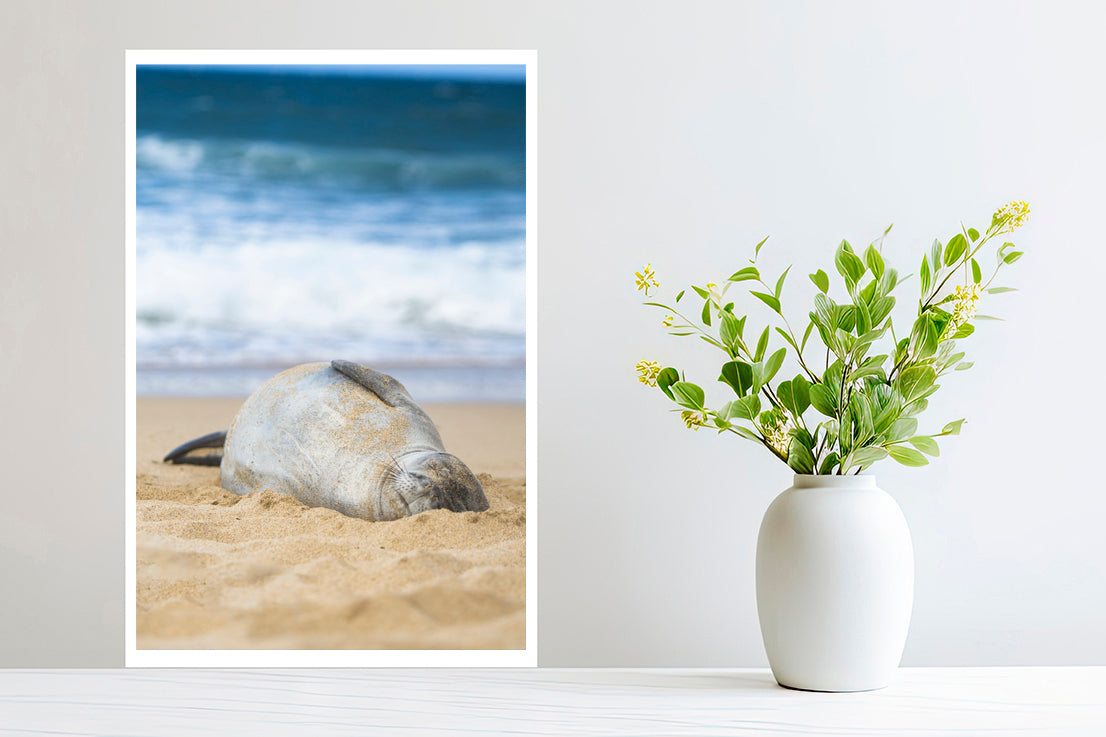 Hawaiian monk seal Photography small print