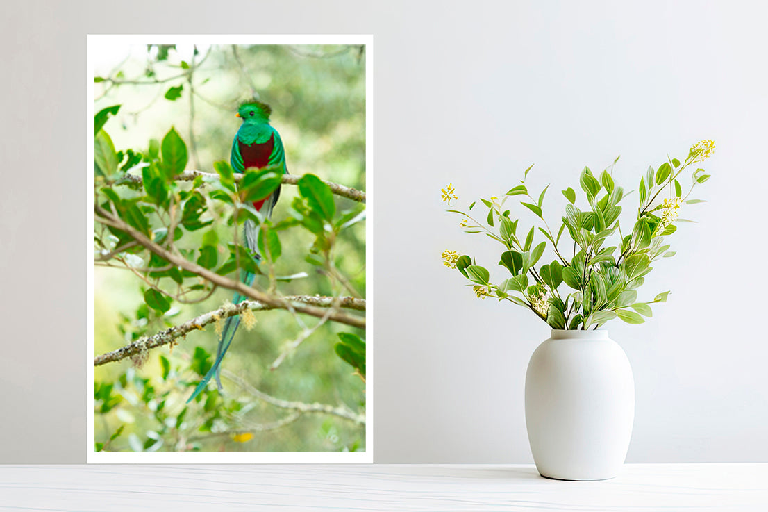 Quetzal bird photography small print