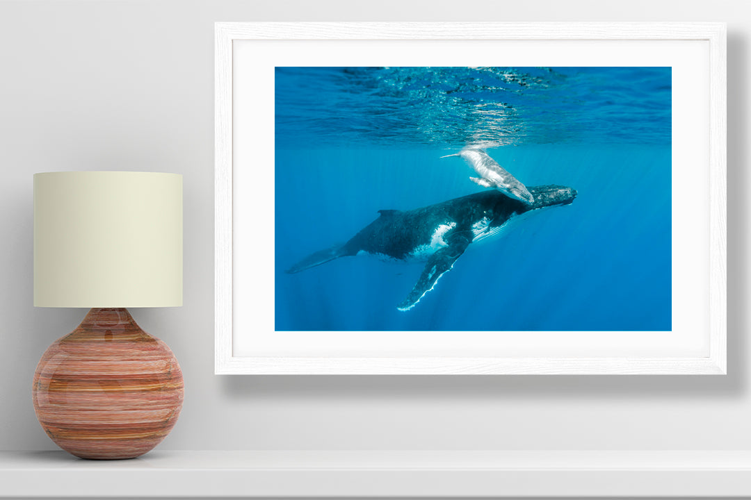 new born whale photography small print