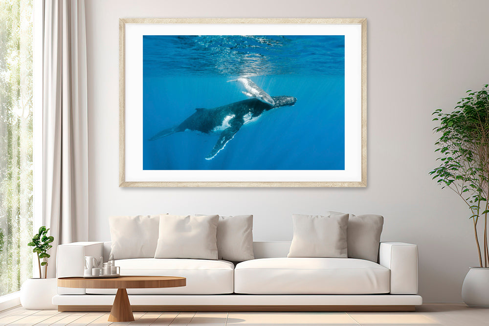 new born whale photography living room
