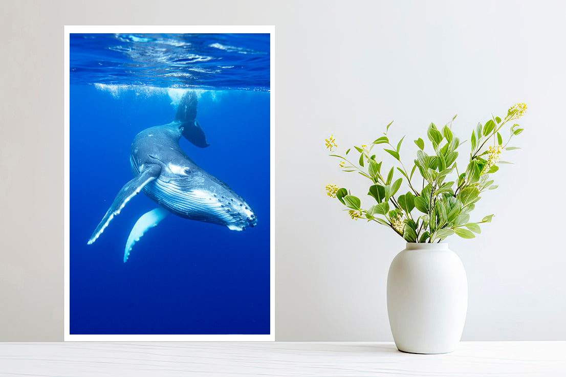 Play baby whale photography small prints
