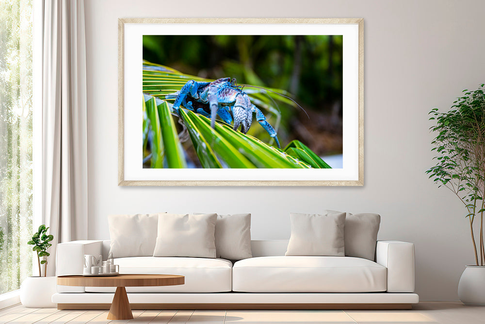 Coconut crab photography living room