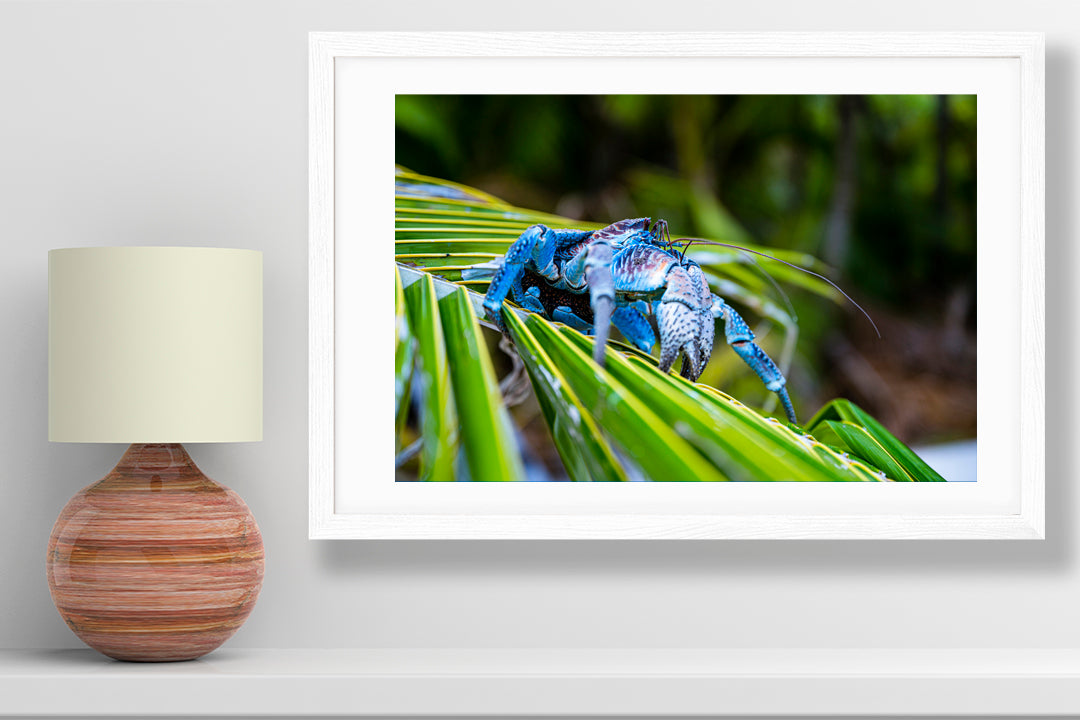 Coconut crab photography small print