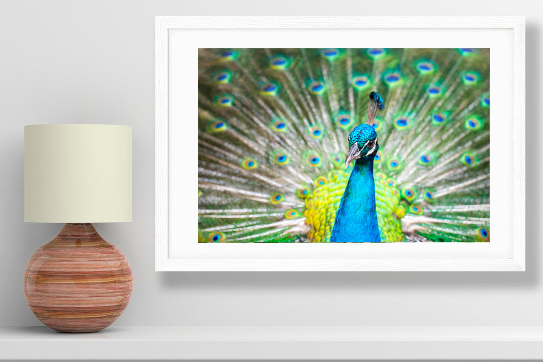 Peacock photography small print
