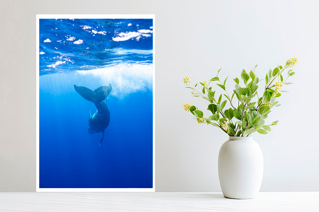 Delight photography small print