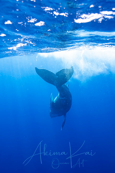 Delight In Life | Pacific Ocean Underwater Photography