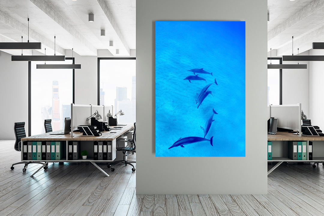 Baby dolphin photography office