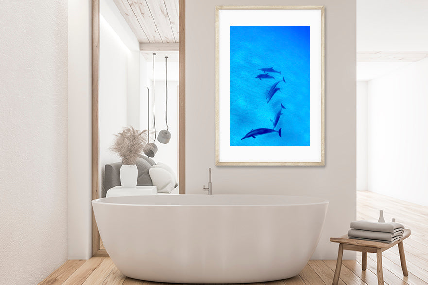 Baby dolphin photography bathroom