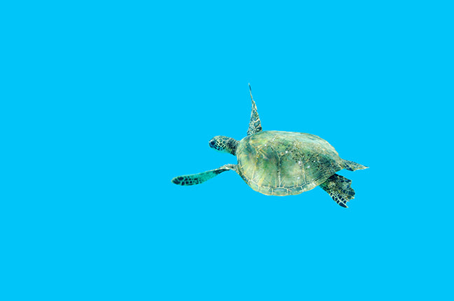 Honu in mat blue