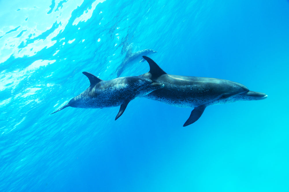 underwaterphotography-clear blue