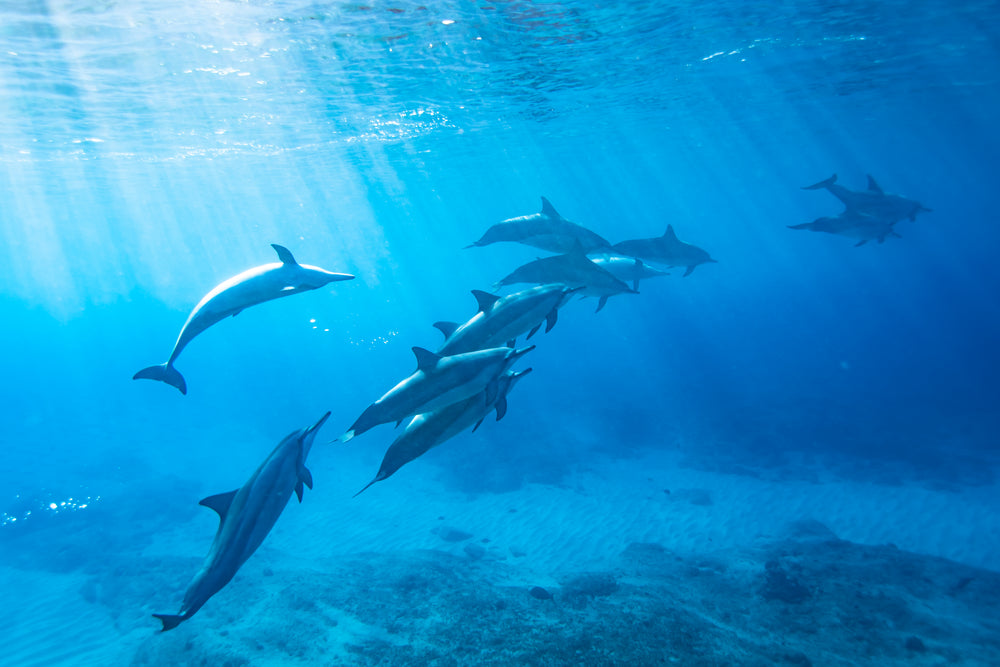 Hawaiian spinner dolphins