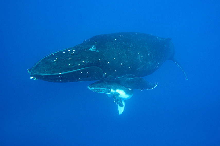 underwater photography humpback whale with babay