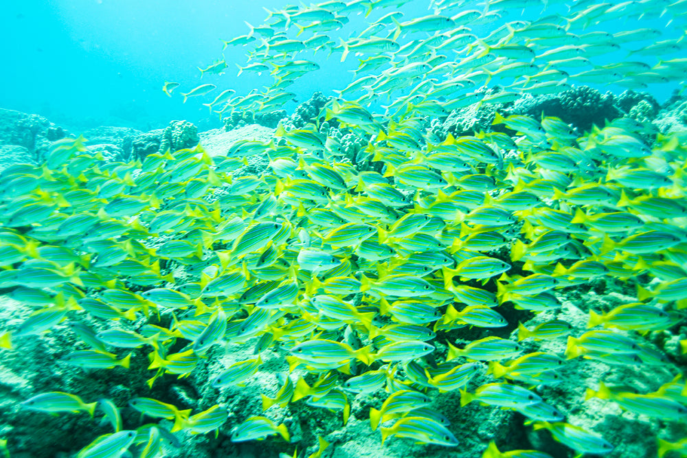 hawaii-underwaterphotography-taape