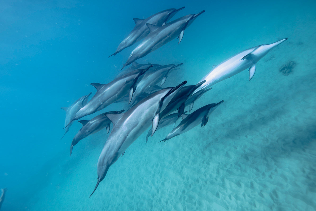 Hawaii Dolphins photo