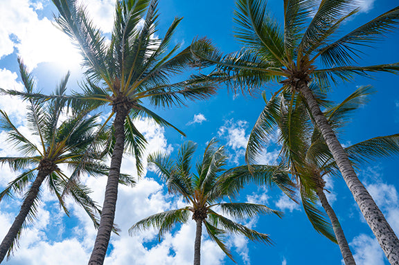 coconut tree hawaii photography