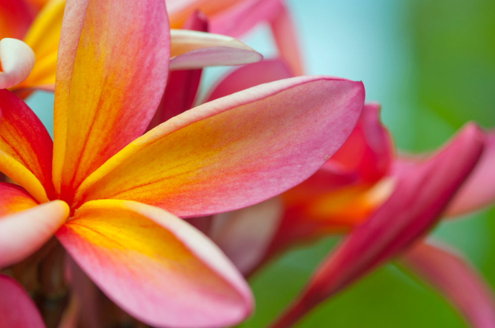 Plumeria-maui island