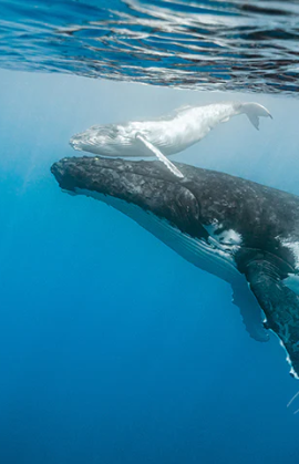 Exploring the Beauty of Nature: Why I Choose to Capture the Wild