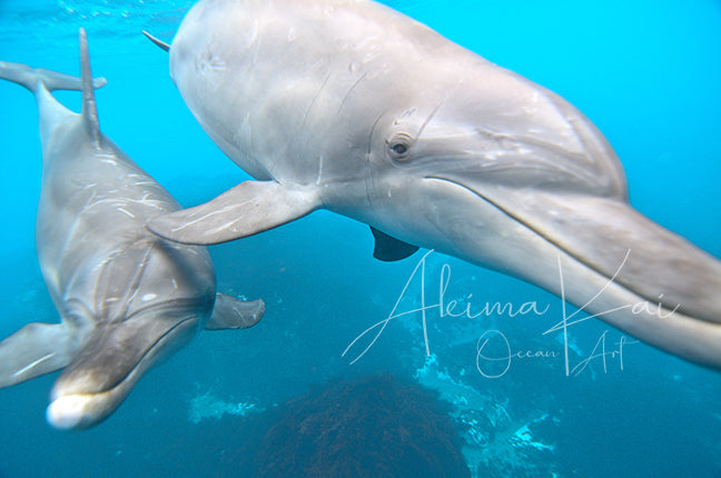 Bottlenose dolphins underwater photography