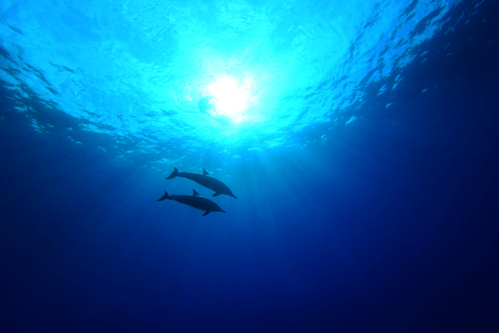 Underwater photography dolphins top