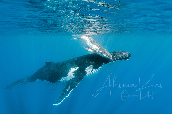 Underwater photography whale tiny baby