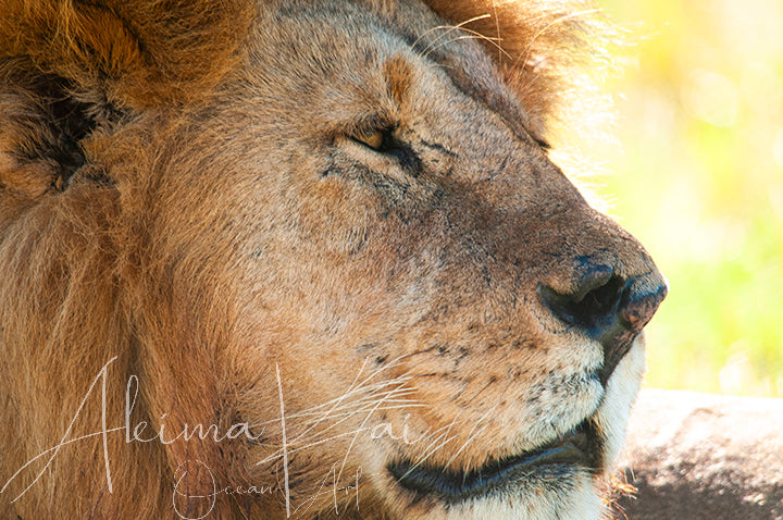 
                  
                    Pride | Africa Wildlife Photography
                  
                