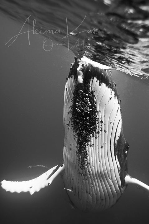 Underwater photography whale mama black and white