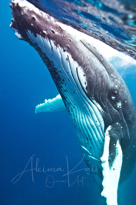 Underwater photography whale mama
