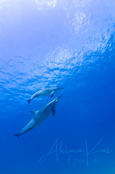 Underwater photography hawaii spinner dolphins baby and mom