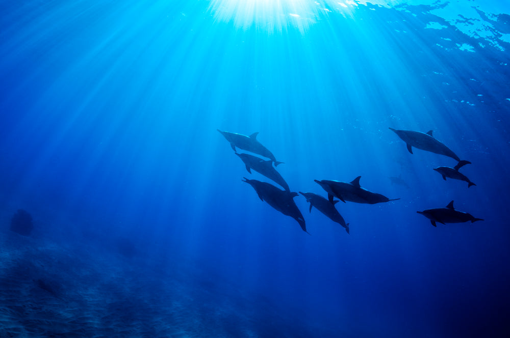 Underwater photography dolphins hawaiian sacred water