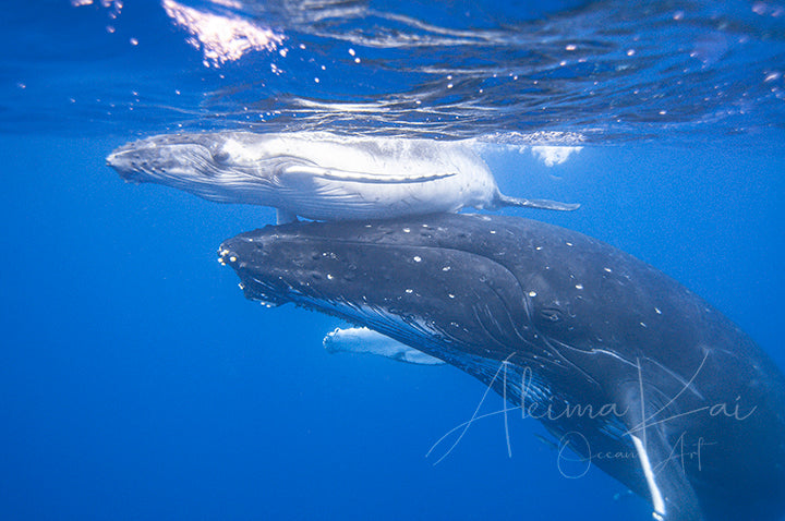 Underwater photography whale first breath