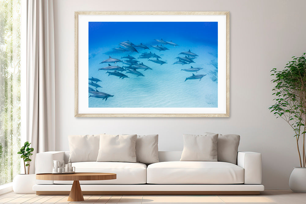 
                  
                    morning dolphin photography living room
                  
                