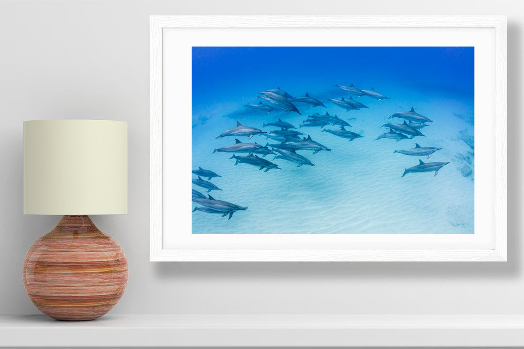 
                  
                    morning dolphin photography small print
                  
                