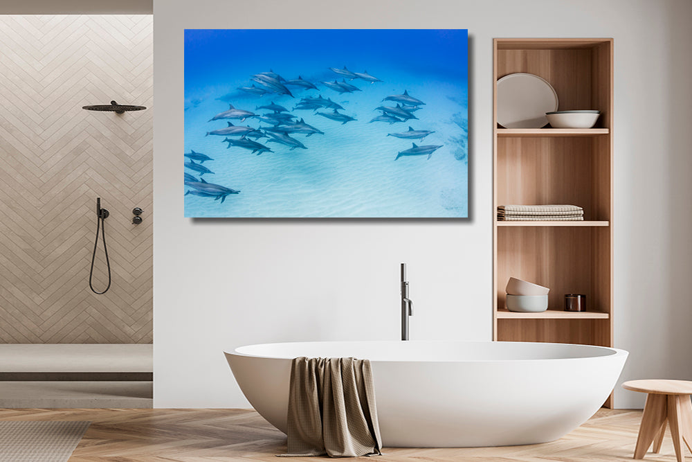 
                  
                    morning dolphin photography bathroom
                  
                
