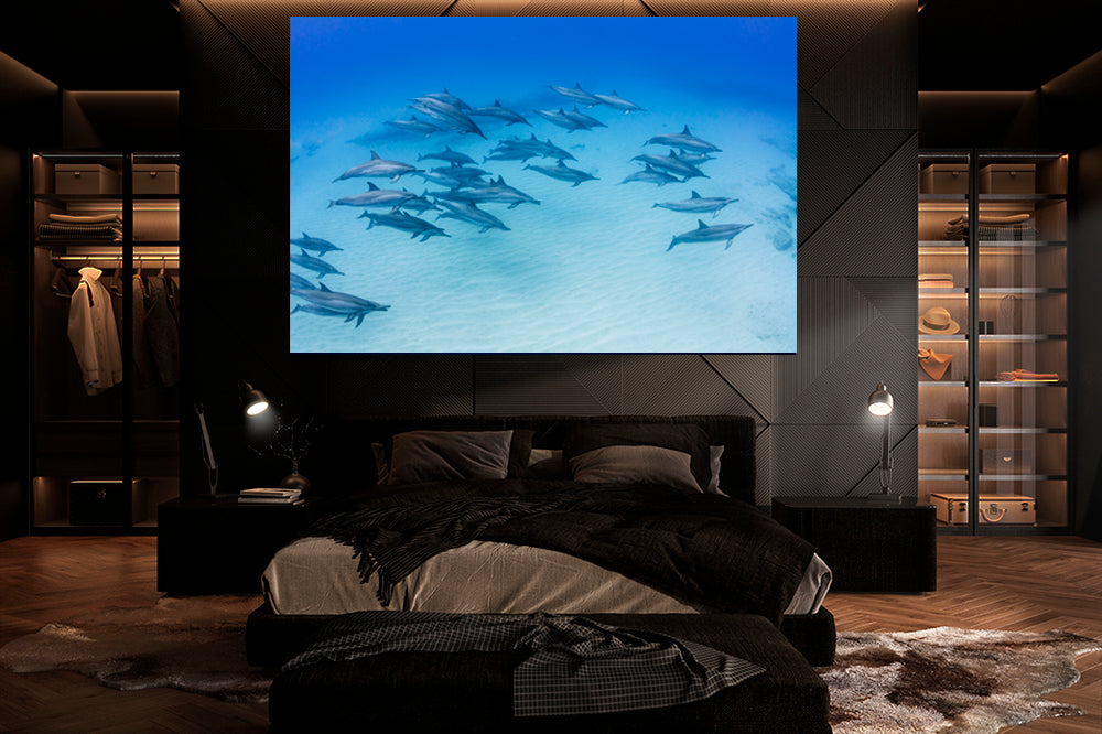 
                  
                    morning dolphin photography bedroom
                  
                