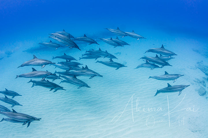 Underwater photographer hawaiian spinners dolphin family