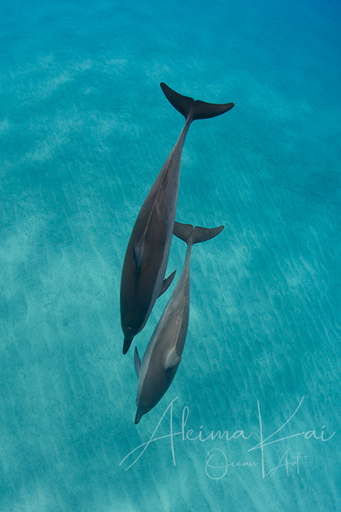 Underwater photography hawaii spinners dolphins dive