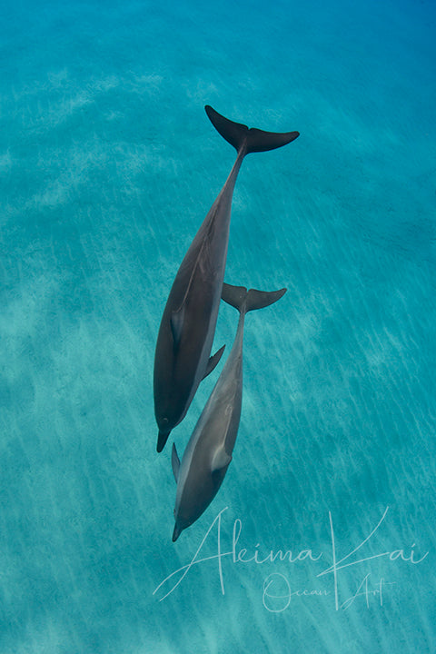 
                  
                    Underwater photography hawaii spinners dolphins dive
                  
                